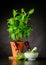 Mint Plant with Pestle and Mortar Growing in Pot