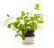 Mint plant in a pot