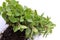 Mint plant with roots and soil for planting on white background.