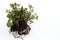 Mint plant with roots and soil for planting on white background.