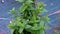 Mint plant used as a spice for food seasoning