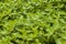 Mint plantation natural background