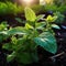 Mint plants grow at the vegetable garden. Generated AI