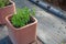 Mint plants growing in a red clay chimney pot, small farm organic gardening techniques