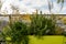 Mint, rosemary and autumn discolored plants with yellow and brown leaves on a roof terrace in Vienna