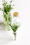 Mint, sage, rosemary, thyme in glass bottles white background