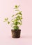 Mint seedling with soil and roots. Spring concept on pink background