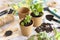 Mint seedlings in biodegradable pots near garden tools. Indoor gardening, germinating herb seeds