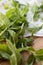 Mint sprigs on a wooden table. Aromatic mint on a wooden background