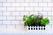 Mint, thyme, basil, parsley - aromatic kitchen herbs in white wooden crate on kitchen table, brick tile background