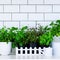 Mint, thyme, basil, parsley - aromatic kitchen herbs in white wooden crate on kitchen table, brick tile background