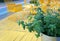 Mint in a tin bucket with yellow table and chairs on the summer terrace