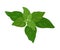 Mint Twig as Kitchen Herb for Cooking Vector Element