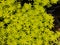 Minuscule foliage texture of Sedum succulent Sedum Japonicum Tokyo Sun.