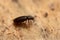 Minute brown scavenger beetle, Corticaria on wood