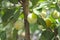 Mirabelles on a mirabelle tree