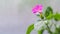 Mirabilis flower, pink color