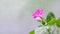 Mirabilis flower, pink color