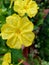 Mirabilis jalapa, or Bella di Notte, yellow flowers