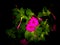 Mirabilis jalapa Flower Night View