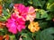 Mirabilis jalapa Four O`Clocks fragrant flowers