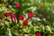 Mirabilis jalapa, the marvel of Peru or  Four oclock