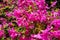Mirabilis jalapa, the miracle of Peru or a four-hour flower, is the most common ornamental species of the Mirabilis plant and is