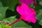 Mirabilis jalapa, the miracle of Peru or a four-hour flower, is the most common ornamental species of the Mirabilis plant and is