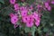 Mirabilis jalapa purple flowers