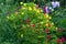 Mirabilis jalapa in summer garden