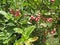 Miracle fruit & x28;SYNSEPALUM DULCIFICUM & x29;