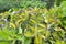 Miracle leaf Bryophyllum pinnatum.