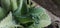 The miracle leaf of Kalanchoe pinnata