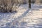 Miracle winter forest covered by snow. Frozen trees and dry grass. Saint-Petersburg