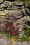 Miraculous autumn flower beds on the top of the Rudyansky Spoi ridge in the town of Kamenny Gorod