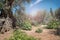 Miraculous heavenly light in Gethsemane garden, the place where Jesus was betrayed. Jerusalem, Israel