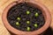 Miraculous Journey: Germinating Echinocactus Grusonii Cacti in Terracotta Flower Pot