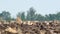 Mirage above plowed land with dry plants in abnormally hot weather