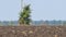 Mirage, air shimmer or heat haze above farmland in abnormally hot day