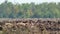 Mirage, heat haze or shimmer above plowed farmland in hot weather