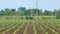 Mirage over farmland with young sunflower sprouts on hot weather