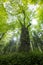 The Miraglia chestnut tree in Camaldoli, Italy