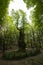 The Miraglia chestnut tree in Camaldoli, Italy