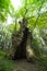 The Miraglia chestnut tree in Camaldoli, Italy. Close up shot