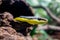 Miranda Green Racer snake, Philodryas mattogrossensis, in captivity. Close up