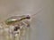 Mirid bug - Dicyphus Stachydis