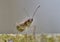 Mirid bug - Dicyphus Stachydis