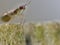 Mirid bug - Dicyphus Stachydis