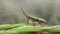 mirid bug - dicyphus stachydis