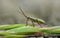 Mirid bug - dicyphus stachydis